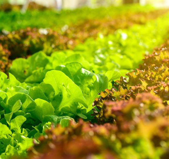 starline-agro-ltd